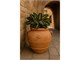 Orcio toscano panciuto 057 orcio in terracotta in Esterno