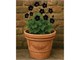 Vaso festooned double border in Outdoor
