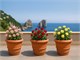 Impruneta Terracotta Smooth Vase in Outdoor