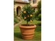 Impruneta Terracotta Smooth Vase in Outdoor
