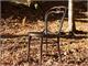 Sedia viennese in legno curvato Thonet 31 in Giorno