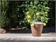 Balcony pots Hoop in Outdoor