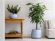 Bali Conchino design vases in Outdoor
