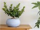 Vases design Bali Ciotola in Extérieur