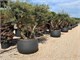 Large durable Pot Acaya in Outdoor