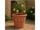Vase Limoni Toscan vase en terre cuite in Vases d'extérieur